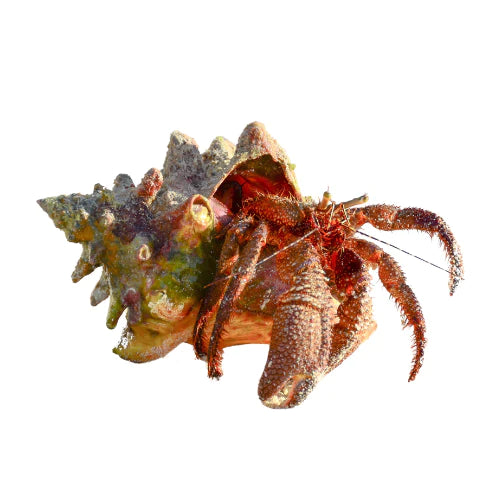 Shop Hermit Crab