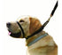 Canny Collar Dog Head Collar For No Pull Dog Collar Training