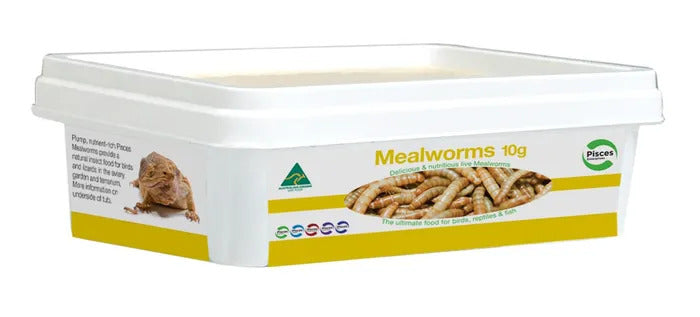 Regular Mealworms