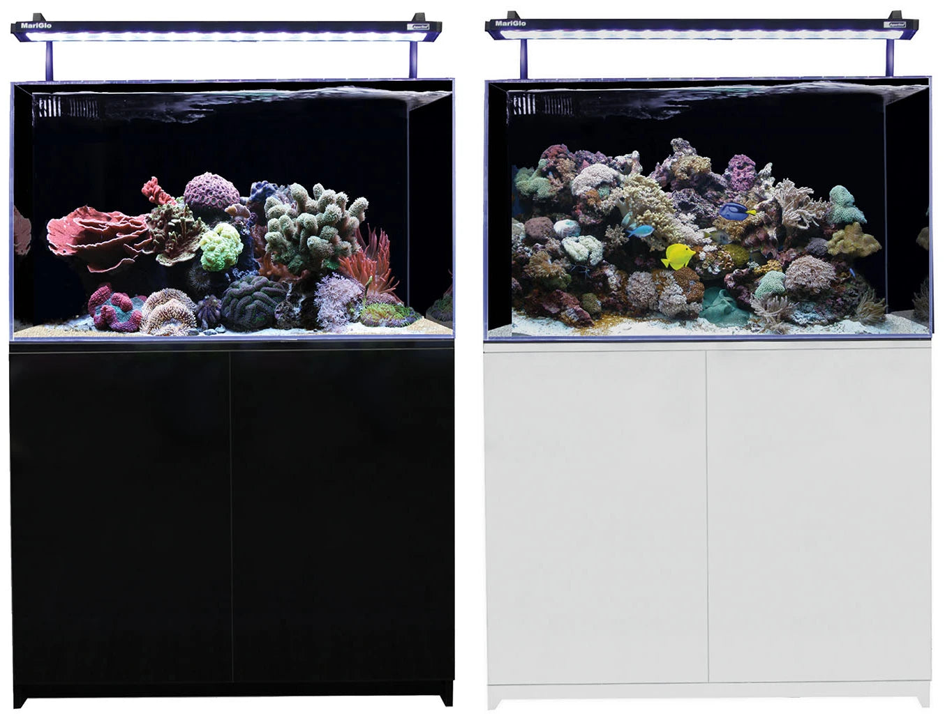 Mini Reef 160 salt water aquarium - Fish and Feather