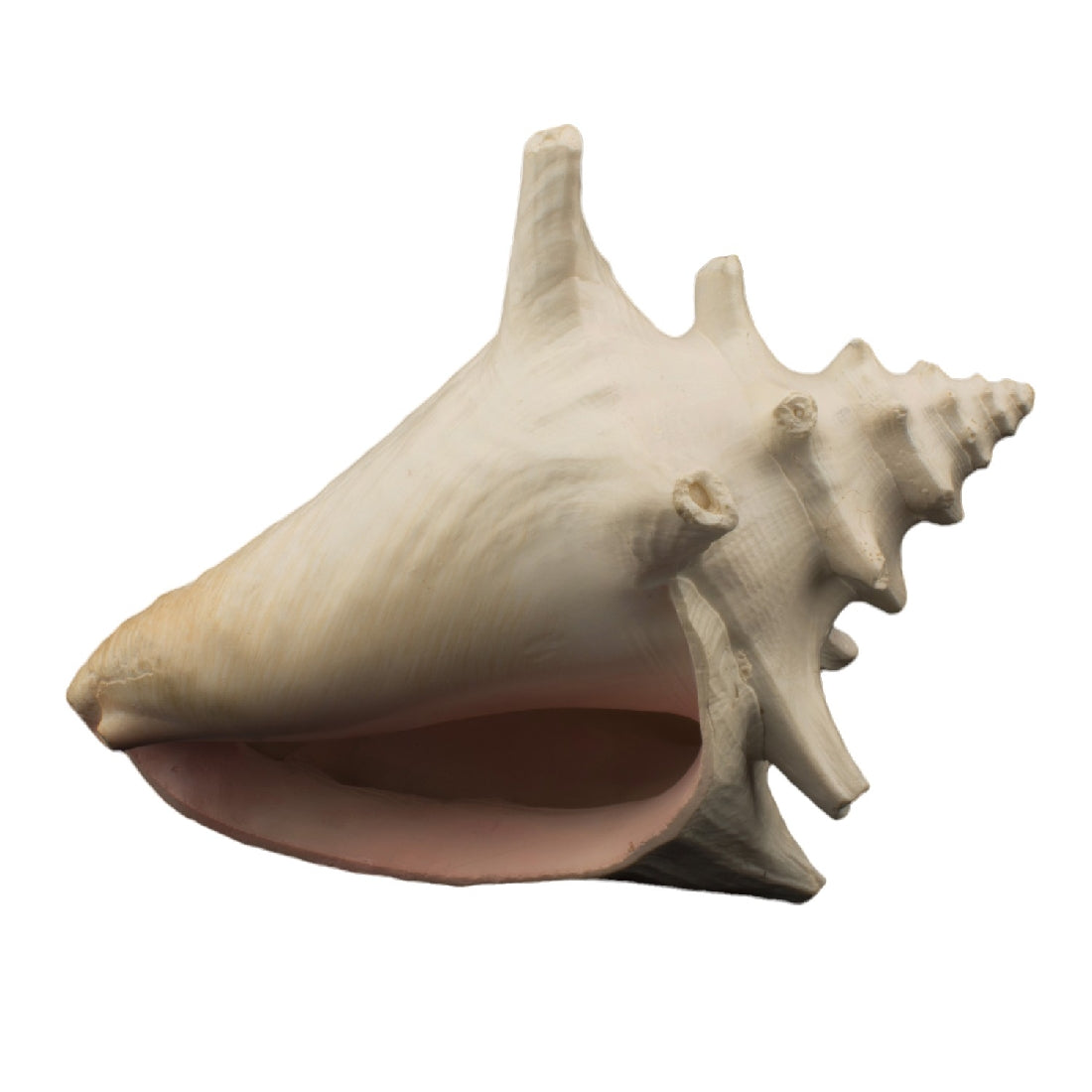Bioscape Milk Conch Shell
