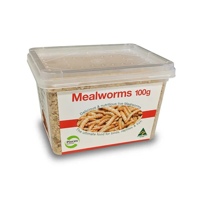 Regular Mealworms